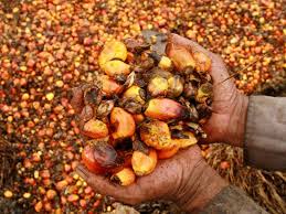 Biasanya dari 5 buah pohon kelapa sawit kelapa sawit terdapat 1 tandan buah matang panen. Hanya 3 5 Tan Sehektar Minyak Sawit Berbanding Teori 17 Tan