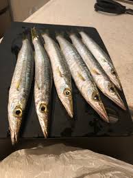 千葉県で釣れたカマス アングラーズ 釣果180万件の魚釣り情報サイト