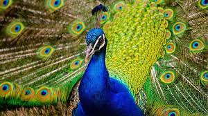Check spelling or type a new query. Burung Merak Hijau Keindahan Yang Terancam Greeners Co