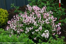Image result for Deutzia hybrida Pink Pompon