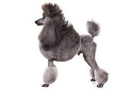 Check spelling or type a new query. Poodle Dog Breed Information