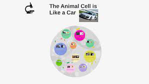 Take a visual tour of the animal cell. The Animal Cell Analogy To A Car By Shanzay Khan