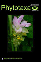 Image result for Justicia phyllostachys