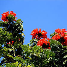 Image result for Spathodea