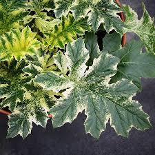 Image result for Acanthus