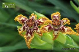 Image result for Ferraria glutinosa