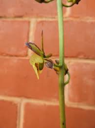 Image result for Oeceoclades saundersiana