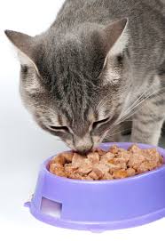 Keep in mind that only dry foods can be fed in this way because wet food should not be left out throughout the day. How Long Can You Safely Keep Cat Food Out For Thecatsite Articles