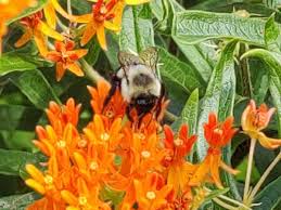 Image result for Asclepias foliosa