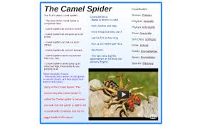 The asian giant hornet could also find suitable habitat throughout the eastern seaboard and populous parts of africa, australia, europe, and south a wide range of suitable habitats. The Camel Spider By Jacob Derouin