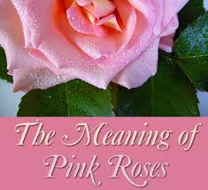 The Symbolism And Meaning Of Pink Roses Pink Rose Flower Carnation Flower Meaning Pink Flower Centerpieces