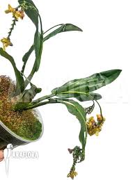 Image result for Polystachya