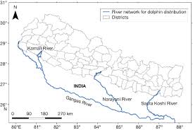Figure 1 From The Endangered Ganges River Dolphin Platanista