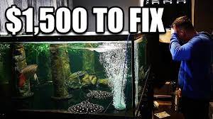 Check spelling or type a new query. Disaster Costs Aquarium Gallery 1 500 The King Of Diy Hydroculture Global