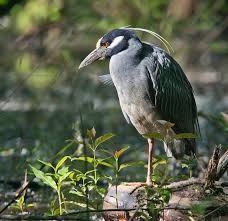 Black And White Birds In Georgia Yellow Crowned Night Heron Explored 5 25 13 Thanks Everyone Bird Photography Cobb County Heron