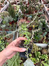 Image result for Cissus humbertii