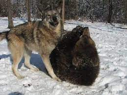 Pin On Animals