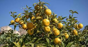 Google y junior achievement lanzan una oportunidad para jóvenes de contextos vulnerables. Vino Naranja Kein Orange Wine Alles Uber Susse Weine