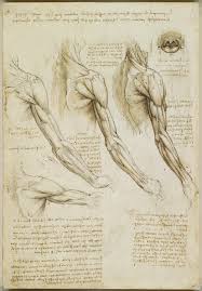 These images of arm muscles are from the book, human anatomy for art students, copyright 1911. Body Maps Leonardo Da Vinci S Anatomical Drawings Flashbak