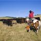 Cole Meeks Texas Longhorn Cattle Show event image