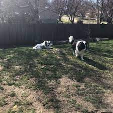 Text or call 402.898.4000 and follow us @blackdogomaha Jillian S Mobile Pet Spa Pet Groomers 15215 Seward Plz Omaha Ne Phone Number Yelp