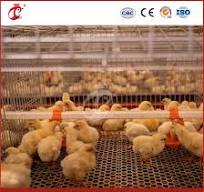 Bestchickencage a Type Pullet House Breeder Cage China Raised Baby Chicken  Coop Supplier OEM Customized Centrally Adjust Waterline Design Pullet Eggs  ...
