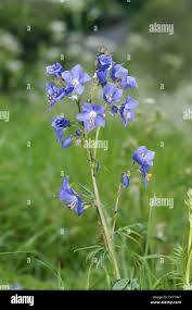 Image result for Polemoniaceae