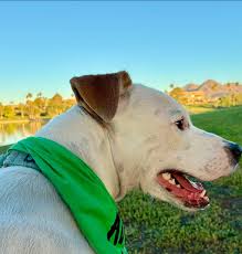 Good morning ☀️ Murphy would rather stay in bed 🥱
