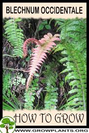 Image result for Blechnum