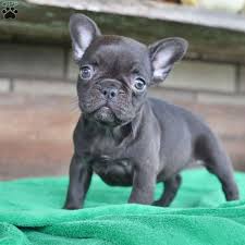 French bulldogs have erect bat ears and a charming, playful disposition. Dixie French Bulldog Puppy For Sale In Ohio Bulldog Puppies French Bulldog Puppy Bulldog Puppies For Sale