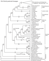Image result for Anisotes formosissimus