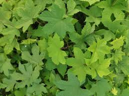 Image result for Lepistemon