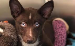 Laten we horen van zes hondenrassen die af en toe het gen met blauwe ogen krijgen:siberische huskywe zijn een van de weinige rassen met een gen dat prachtige blauwe ogen kan veroorzaken. Superzeldzame Puppy Met Fascinerende Blauwe Ogen Kon Niet Verkocht Worden Door Gebroken Poot Komt In Asiel Terecht