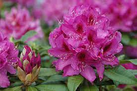 From a technical standpoint, rhododendron flowers are bell shaped and have ten or more stamens, while azalea blooms are typically funnel shaped and have five stamens. Rhododendron Anah Kruschke Landscape Plants Oregon State University