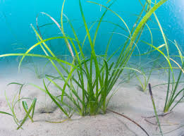 Image result for Cymodoceaceae