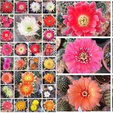 Algunos cactus solo florecen algunas horas durante la noche. Hacer Florecer Cactus Jpg 960 960 Cactus Y Suculentas Cactus Planta Florecer
