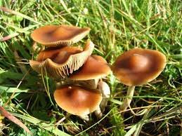 Join facebook to connect with israel derrumbe hongo and others you may know. Hongos Alucinogenos Genero Psilocybe Naturalista Co