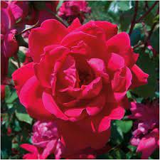 Maybe you would like to learn more about one of these? Knock Out Roses Outdoor Live Red Double Knock Out Rose Bush 1 Gal Walmart Com Walmart Com