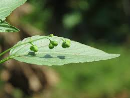 Image result for Micrococca mercurialis