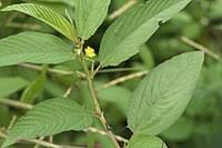 Image result for Corchorus saxatilis