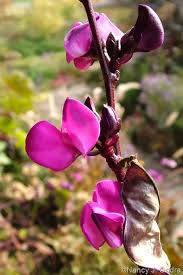 Image result for Dolichos angustifolius