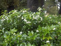 Check spelling or type a new query. Choisya Ternata Mexican Orange Blossom Hedge Photos Hedges Plants Hedging Plants