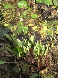 Image result for Butomopsis