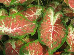 Caladium Creamsicle Caladium Plant Leaves Plants