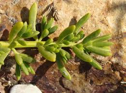 Image result for Rawsonia burtt-davyi