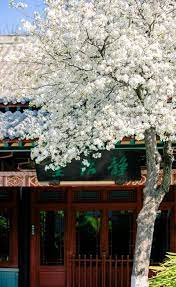 春色滿城關不住 好客山东 house styles home decor house