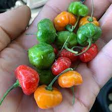 Cachucha Peppers Information And Facts
