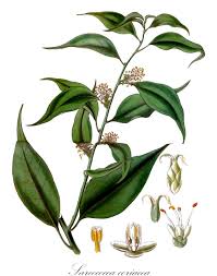 Image result for Buxaceae