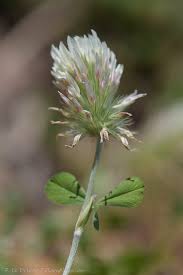 Image result for Trifolium isthmocarpum