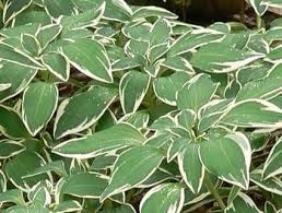 Image result for Alstroemeria pulchella